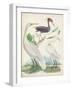 Antique Heron & Waterbirds III-Unknown-Framed Art Print