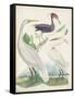 Antique Heron & Waterbirds III-Unknown-Framed Stretched Canvas