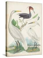 Antique Heron & Waterbirds III-Unknown-Stretched Canvas