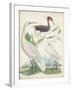 Antique Heron & Waterbirds III-Unknown-Framed Art Print