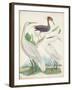 Antique Heron & Waterbirds III-Unknown-Framed Art Print