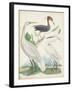 Antique Heron & Waterbirds III-Unknown-Framed Art Print