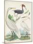Antique Heron & Waterbirds III-Unknown-Mounted Art Print