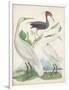 Antique Heron & Waterbirds III-Unknown-Framed Art Print