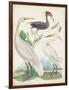 Antique Heron & Waterbirds III-Unknown-Framed Art Print