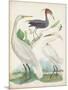 Antique Heron & Waterbirds III-Unknown-Mounted Art Print