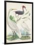 Antique Heron & Waterbirds III-Unknown-Framed Art Print