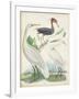 Antique Heron & Waterbirds III-Unknown-Framed Art Print