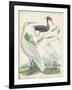 Antique Heron & Waterbirds III-Unknown-Framed Art Print