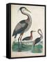 Antique Heron & Waterbirds IV-Unknown-Framed Stretched Canvas