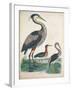 Antique Heron & Waterbirds IV-Unknown-Framed Art Print