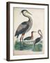 Antique Heron & Waterbirds IV-Unknown-Framed Art Print