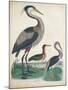 Antique Heron & Waterbirds IV-Unknown-Mounted Art Print