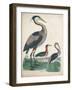 Antique Heron & Waterbirds IV-Unknown-Framed Art Print