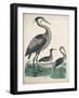 Antique Heron & Waterbirds IV-Unknown-Framed Art Print