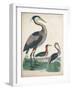 Antique Heron & Waterbirds IV-Unknown-Framed Art Print