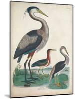 Antique Heron & Waterbirds IV-Unknown-Mounted Art Print