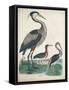 Antique Heron & Waterbirds IV-Unknown-Framed Stretched Canvas