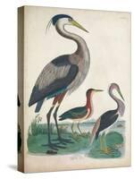 Antique Heron & Waterbirds IV-Unknown-Stretched Canvas