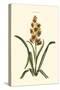 Antique Hyacinth IX-Christoph Jacob Trew-Stretched Canvas