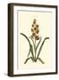 Antique Hyacinth IX-Christoph Jacob Trew-Framed Art Print