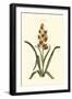 Antique Hyacinth IX-Christoph Jacob Trew-Framed Art Print