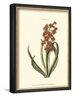 Antique Hyacinth V-Christoph Jacob Trew-Framed Art Print