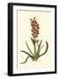 Antique Hyacinth VII-Christoph Jacob Trew-Framed Art Print