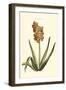 Antique Hyacinth XV-Christoph Jacob Trew-Framed Art Print