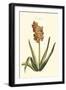 Antique Hyacinth XV-Christoph Jacob Trew-Framed Art Print