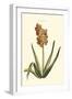 Antique Hyacinth XV-Christoph Jacob Trew-Framed Art Print