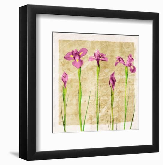 Antique Iris I-Christine Zalewski-Framed Art Print