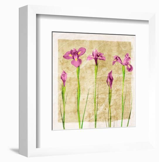 Antique Iris I-Christine Zalewski-Framed Art Print