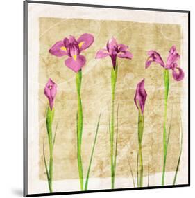 Antique Iris I-Christine Zalewski-Mounted Art Print