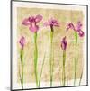 Antique Iris I-Christine Zalewski-Mounted Art Print