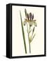 Antique Iris I-Curtis-Framed Stretched Canvas