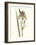 Antique Iris I-Curtis-Framed Art Print