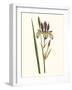 Antique Iris I-Curtis-Framed Art Print