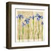 Antique Iris II-Christine Zalewski-Framed Art Print