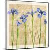 Antique Iris II-Christine Zalewski-Mounted Art Print