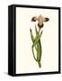 Antique Iris II-Curtis-Framed Stretched Canvas