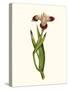 Antique Iris II-Curtis-Stretched Canvas