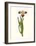 Antique Iris II-Curtis-Framed Art Print