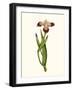 Antique Iris II-Curtis-Framed Art Print