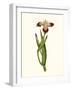 Antique Iris II-Curtis-Framed Art Print