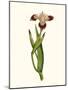 Antique Iris II-Curtis-Mounted Art Print