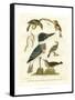 Antique Kingfisher I-Alexander Wilson-Framed Stretched Canvas