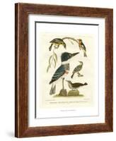 Antique Kingfisher I-Alexander Wilson-Framed Art Print