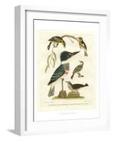 Antique Kingfisher I-Alexander Wilson-Framed Art Print