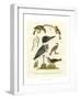 Antique Kingfisher I-Alexander Wilson-Framed Art Print